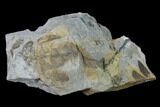 Pennsylvanian Fossil Fern (Neuropteris) Plate - Kentucky #137722-3